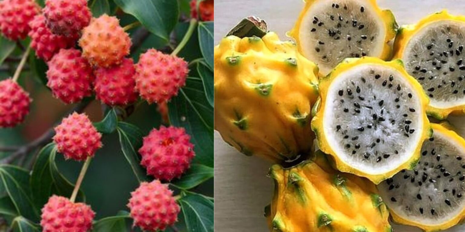 10 Popular Fruit Trees That Can Tolerate Drought Best Delicious Recipes