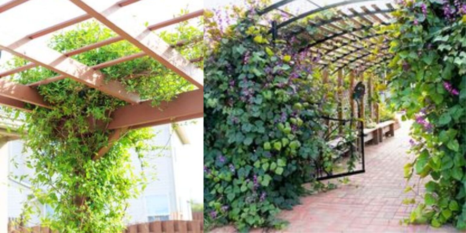 Enhance Your Outdoor Space Top 20 Plants Ideal for Pergolas and Arbors
