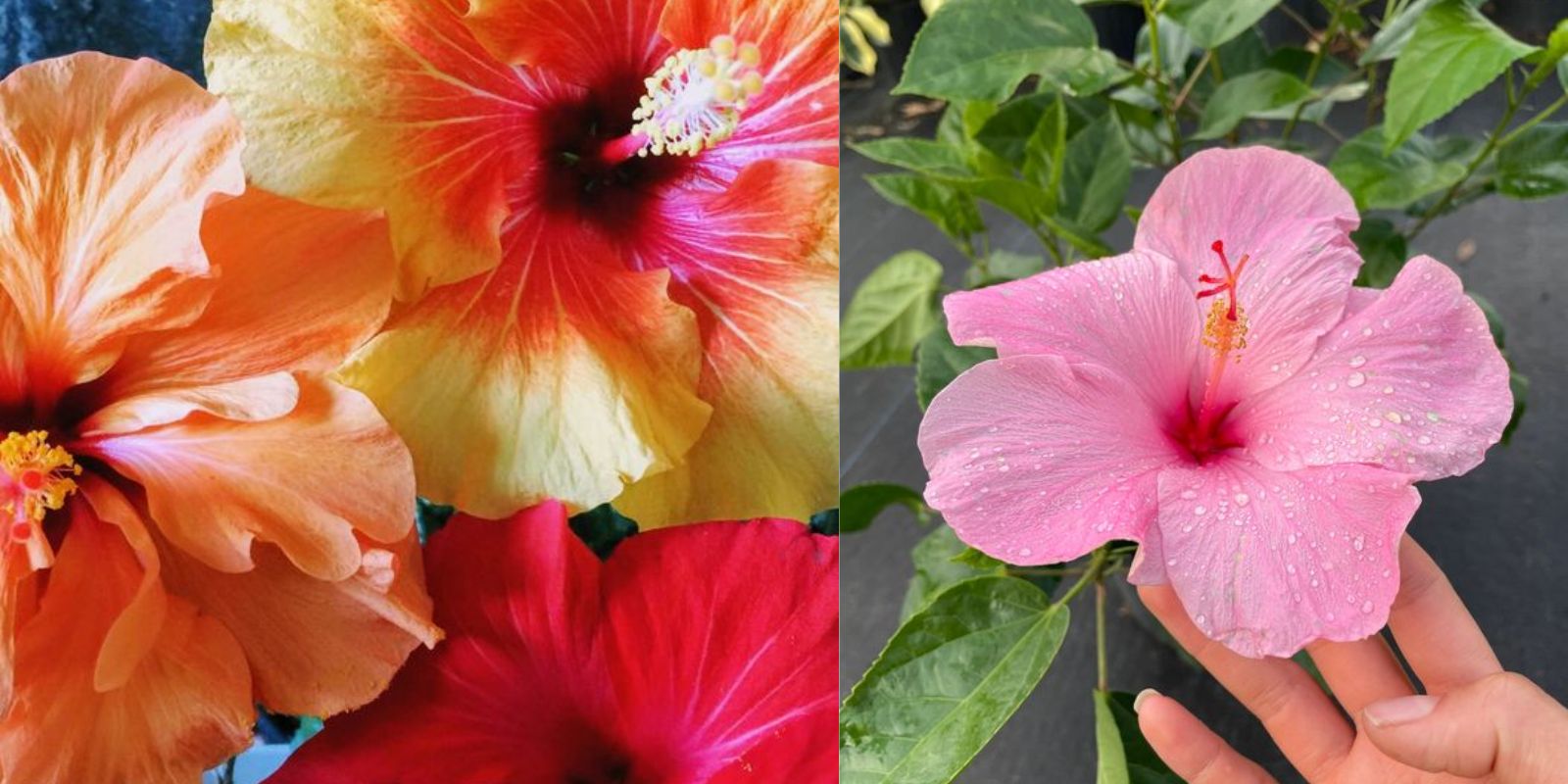 The Vibrant World Of Hibiscus: A Comprehensive Guide