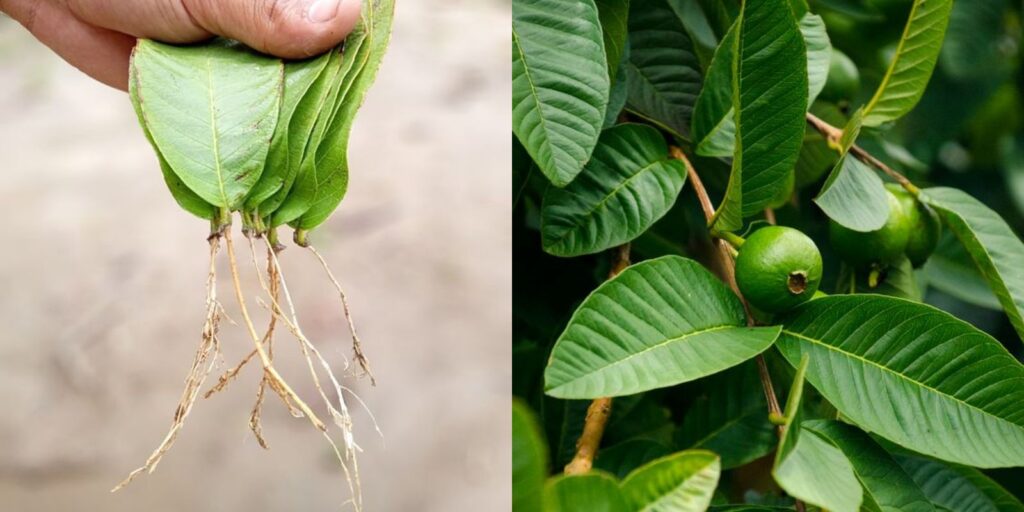 Learn How to Grow Guava Trees from Guava Leaves - Natural Garden Tips