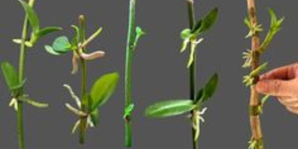 Orchids: How to Propagate Them Using Flower Stems to Grow Plants ...