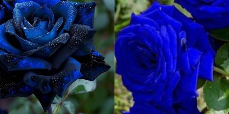 🌹 Blue Rose (Rosa spp.) 🌹: The Enigmatic Beauty in Your Garden ...