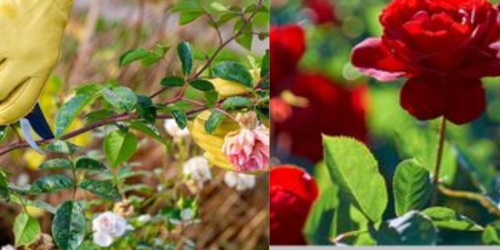 Mastering The Art Of Pruning Roses A Comprehensive Guide To Mastering The Art Of Pruning Roses A Comprehensive Guide To
