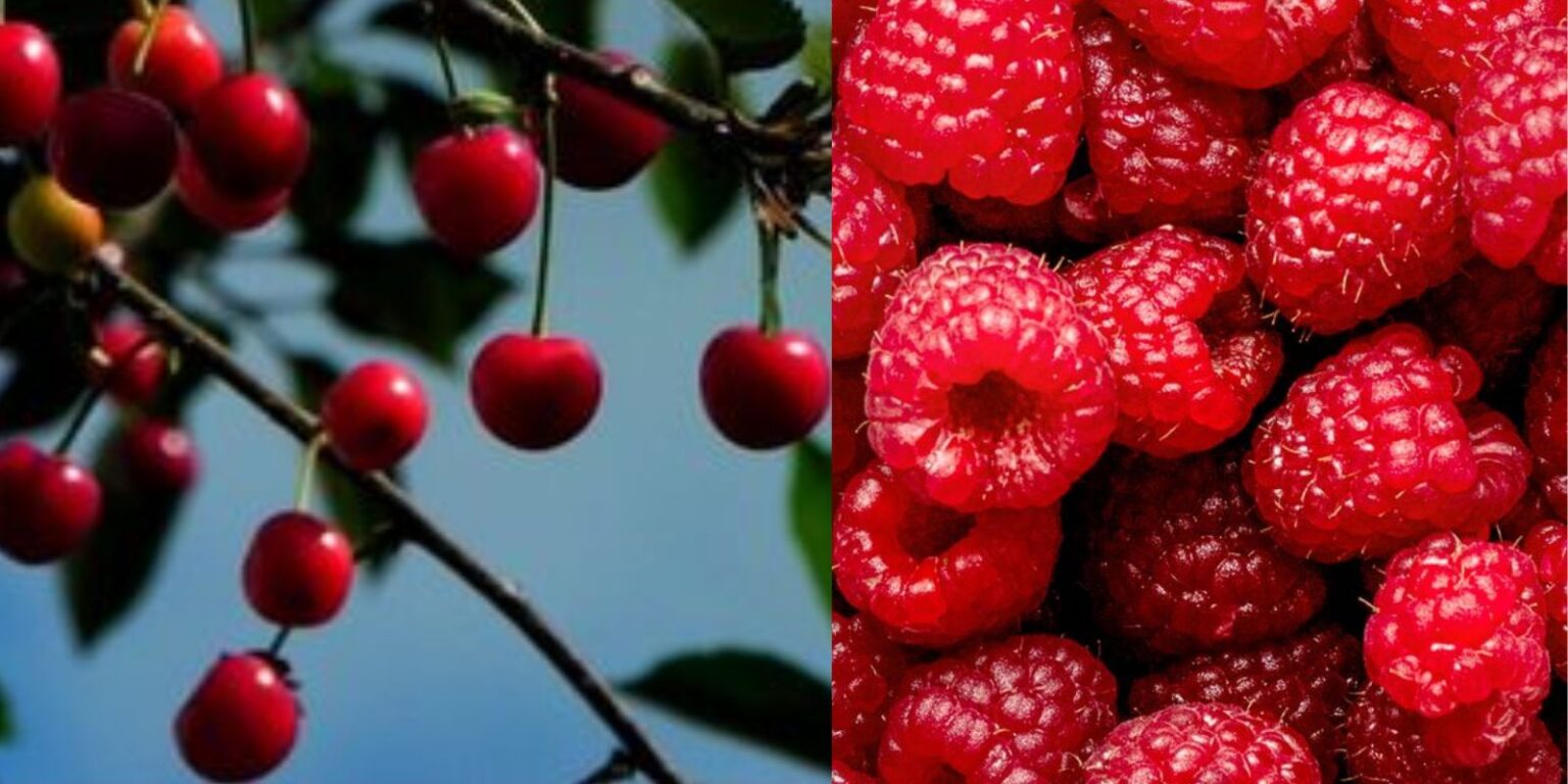 10 Popular Fruit Trees That Can Tolerate Drought Best Delicious Recipes
