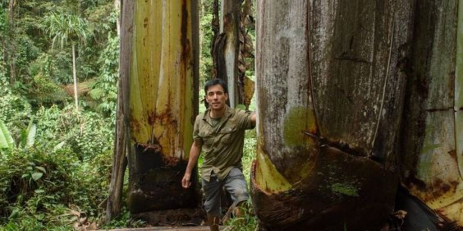 The World's Largest Banana Tree: A Marvel of Nature in Papua New Guinea ...