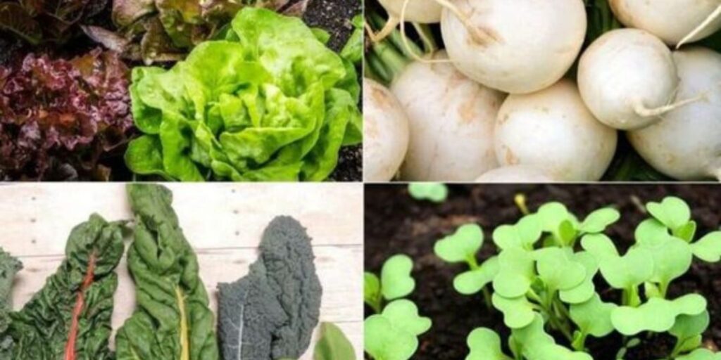 Growing Your Own 12 FastGrowing Leafy Green Vegetables Natural