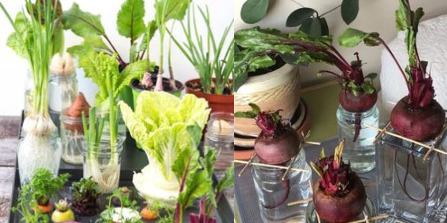 25 Herbs, Vegetables, and Plants You Can Grow in Water: A Guide to ...