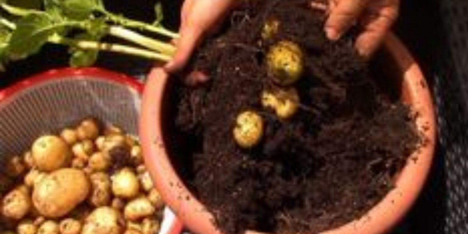Growing Potatoes Without Soil A StepbyStep Guide to Innovative