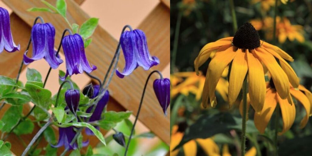 Can You Dig Up Endangered Plants To Grow In Your Garden? - Natural