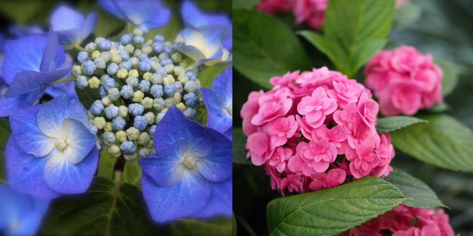 Transforming Hydrangeas into Blue Blooms The Ultimate Guide to Using