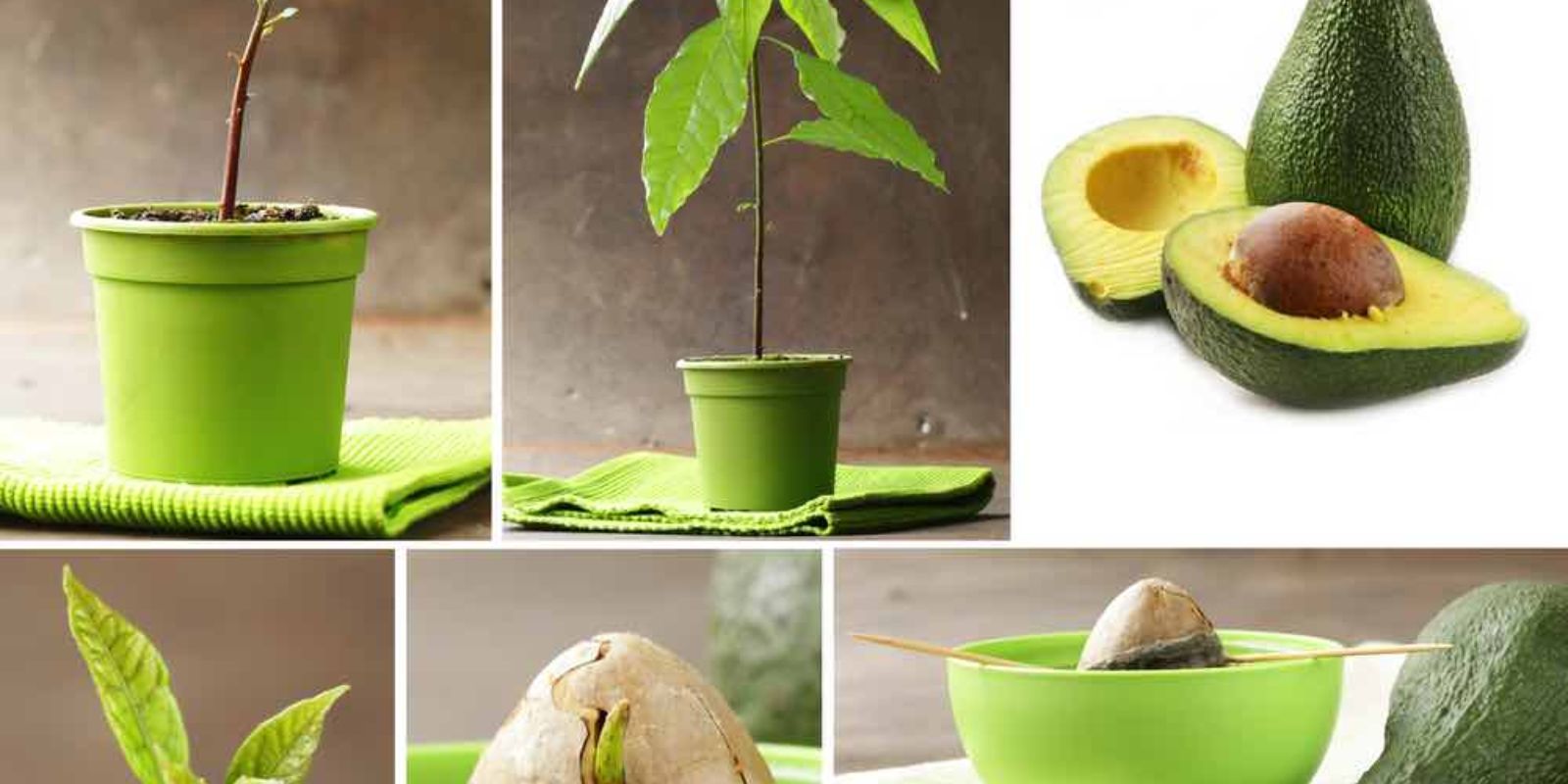 How To Successfully Grow An Avocado Tree