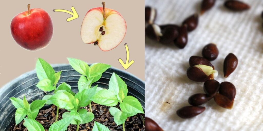 How to Grow an Apple Tree from Seed to Fruit in Just 3 Years: A ...