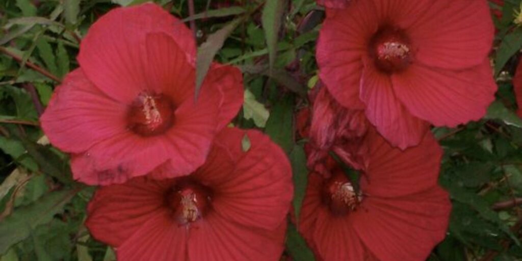 Tips on Zone 5 Hibiscus Care - Natural Garden Tips