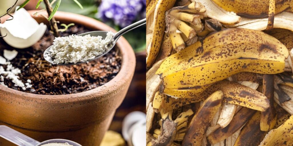 HOW TO FERTILIZE YOUR GARDEN NATURALLY visual data 7