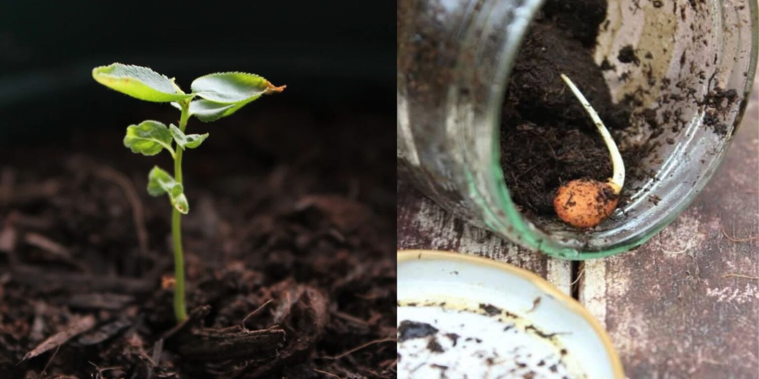 How to Propagate a Nectarine from Seed A Complete StepbyStep Guide
