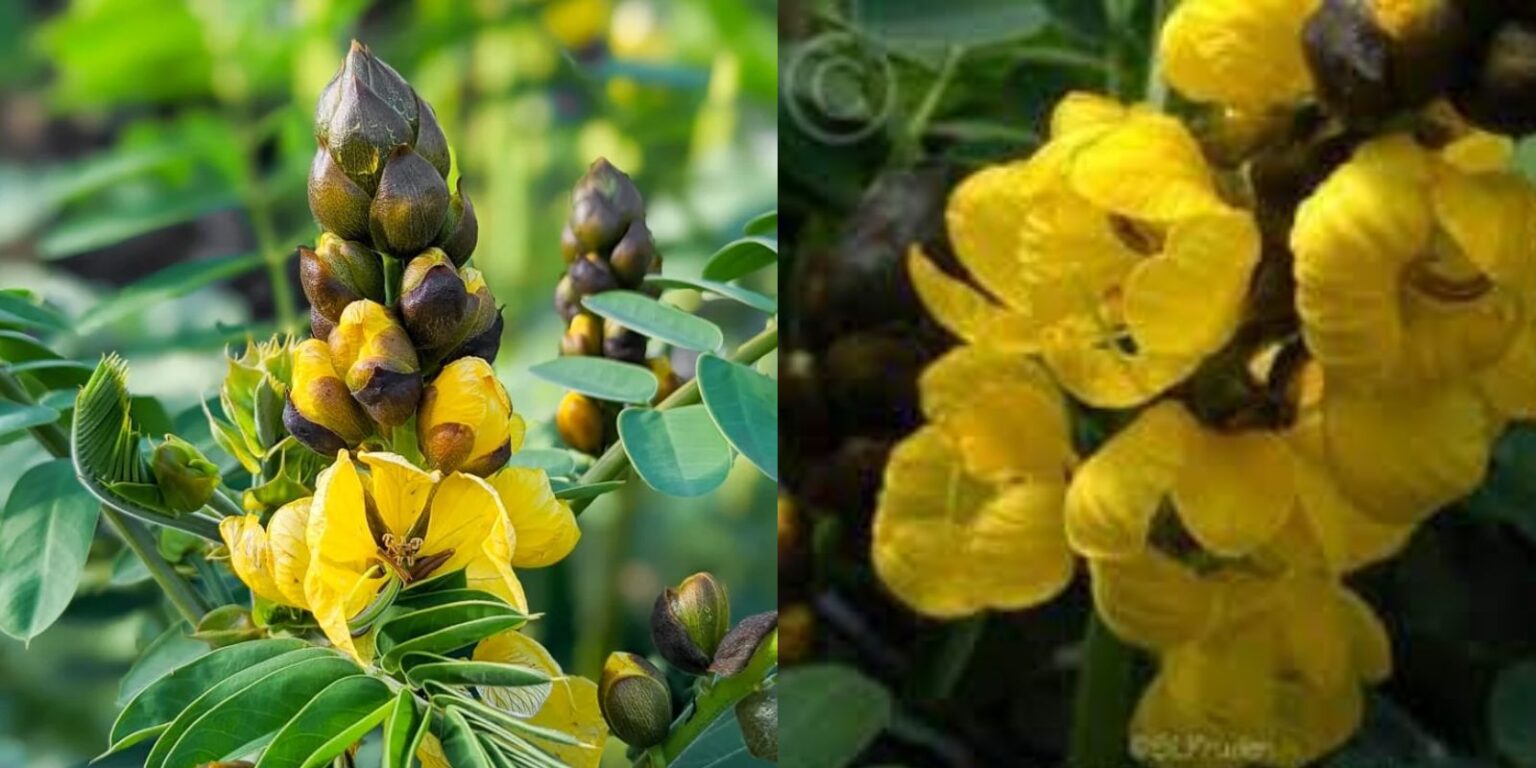 The Popcorn Plant Discover the Plant That Smells Like Buttered Popcorn