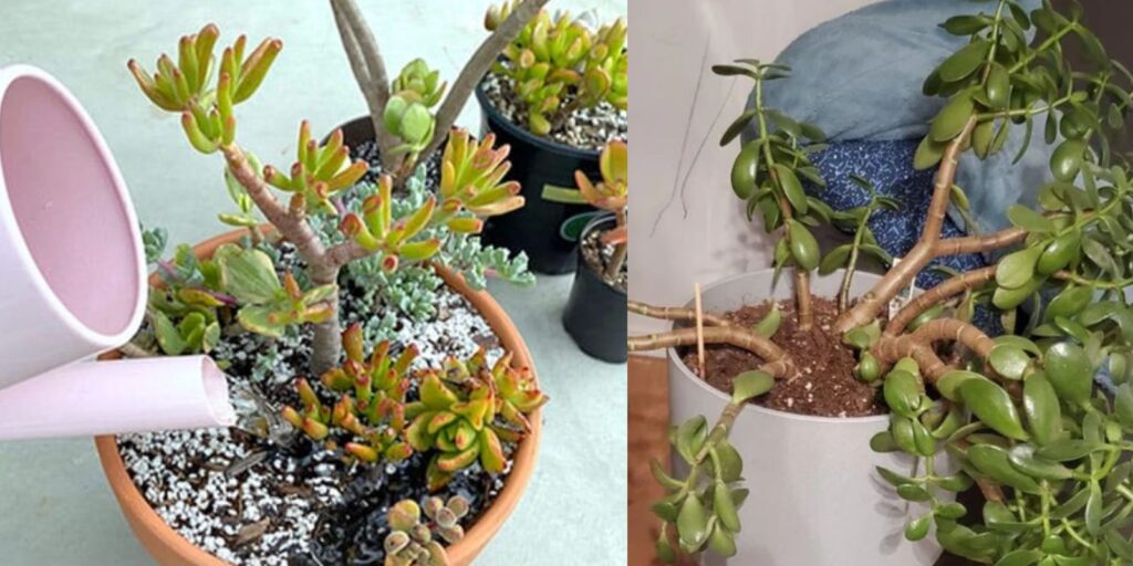 Mastering Jade Plant Watering Requirements When, How Often, and How