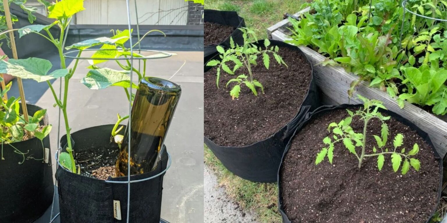 10 Reasons Why You’ll Love Gardening with Grow Bags A Comprehensive