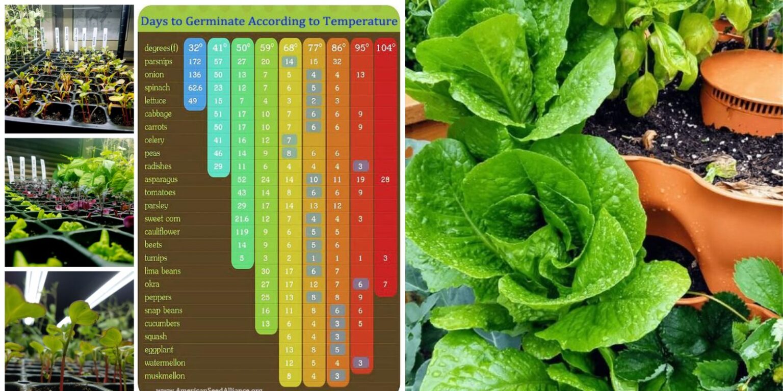 Mastering Your Garden A Comprehensive Guide to Vegetable Planting