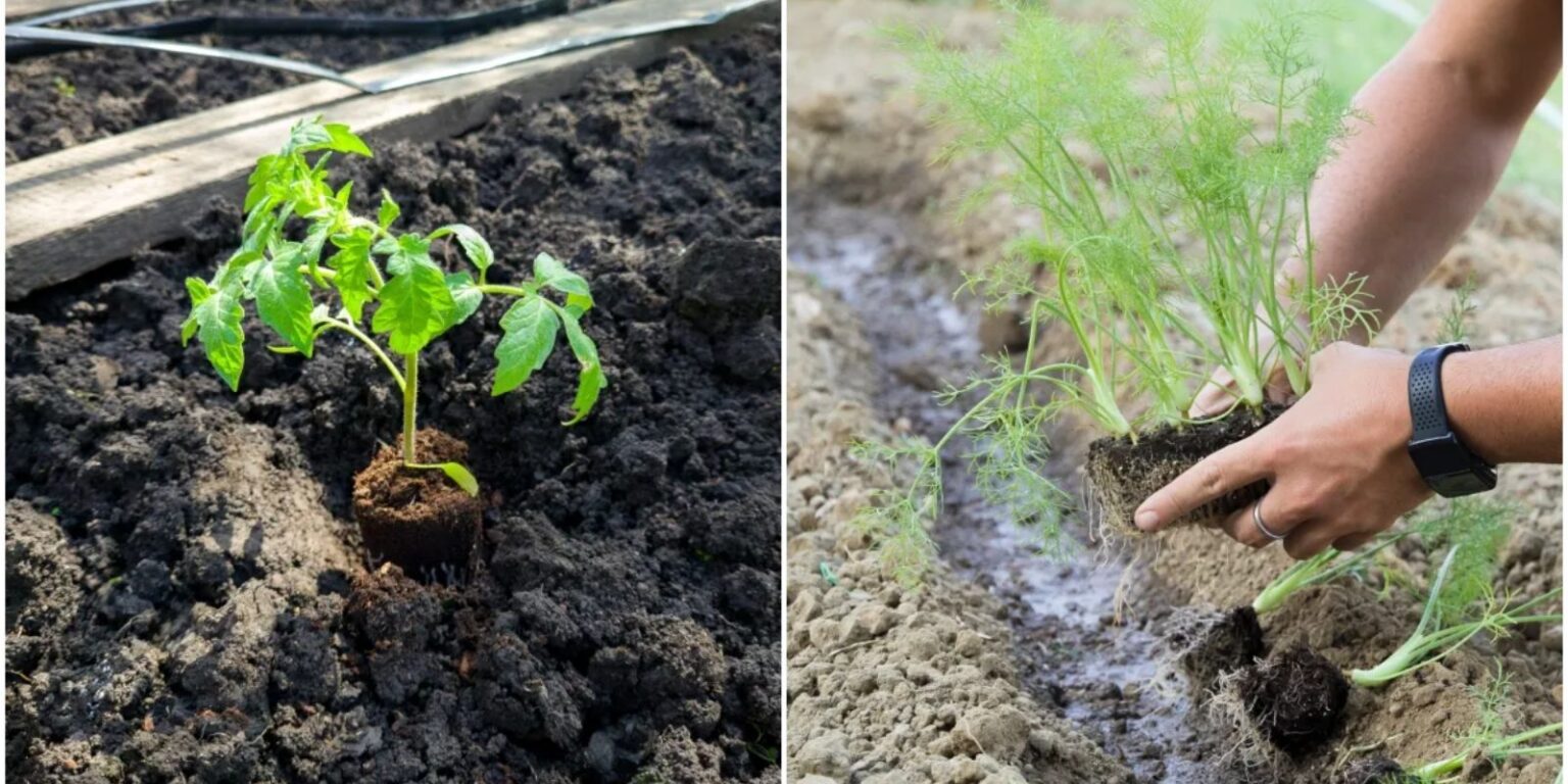 7 Plants You Should Never Grow Near Tomatoes A Guide to Successful