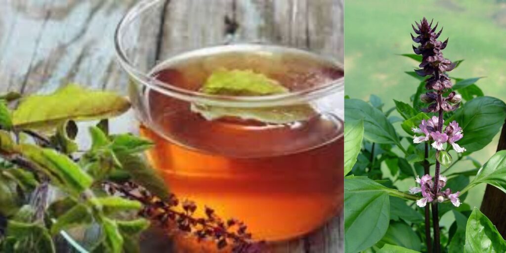 The Wonders of Holy Basil Tea: A Comprehensive Guide to Tulsi Tea ...