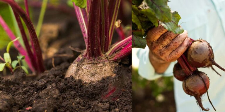 Grow Perfect Beets with These Expert Tips: A Comprehensive Guide to a ...