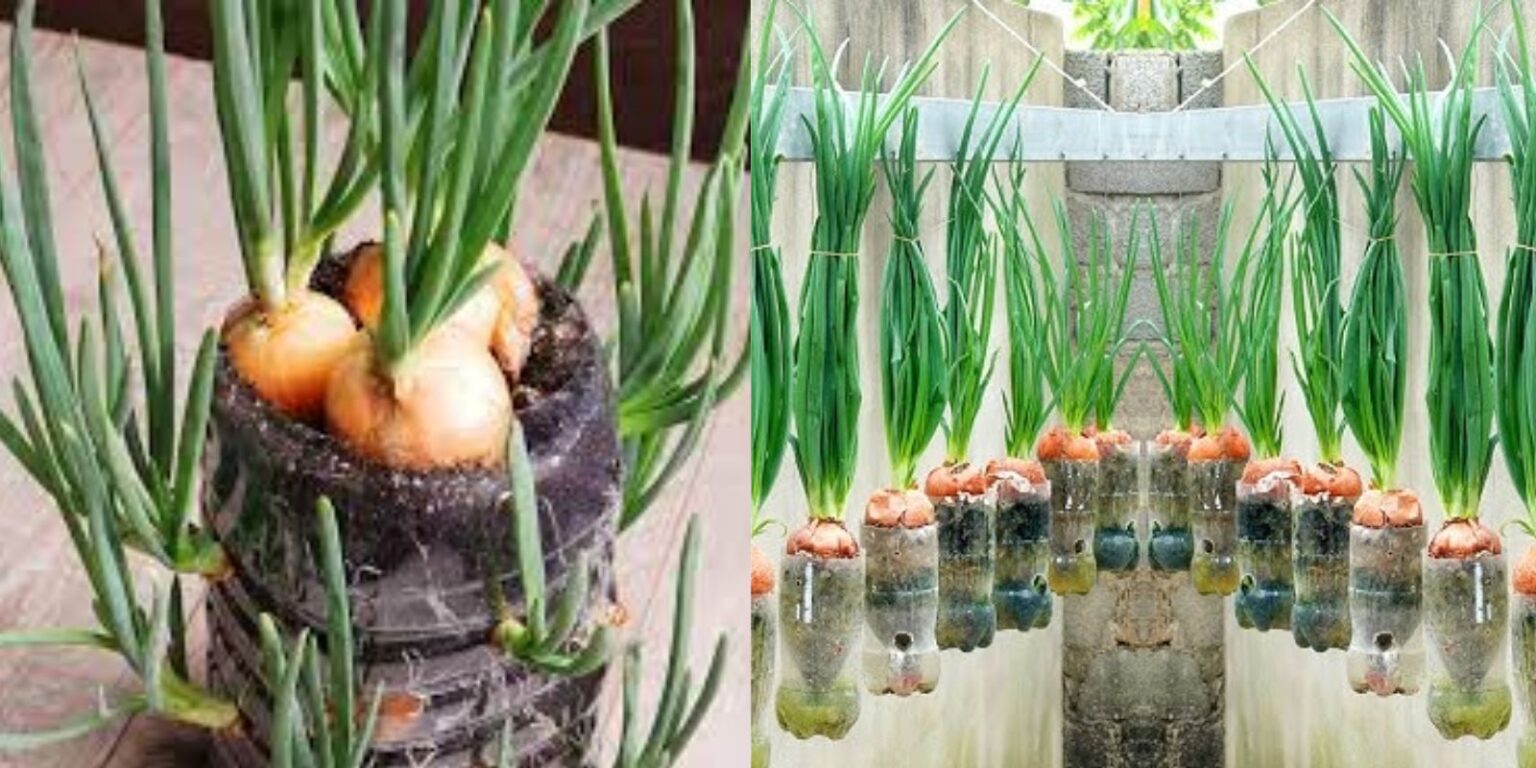 Growing Onions Using Just a Few Small Plastic Bottles A StepbyStep