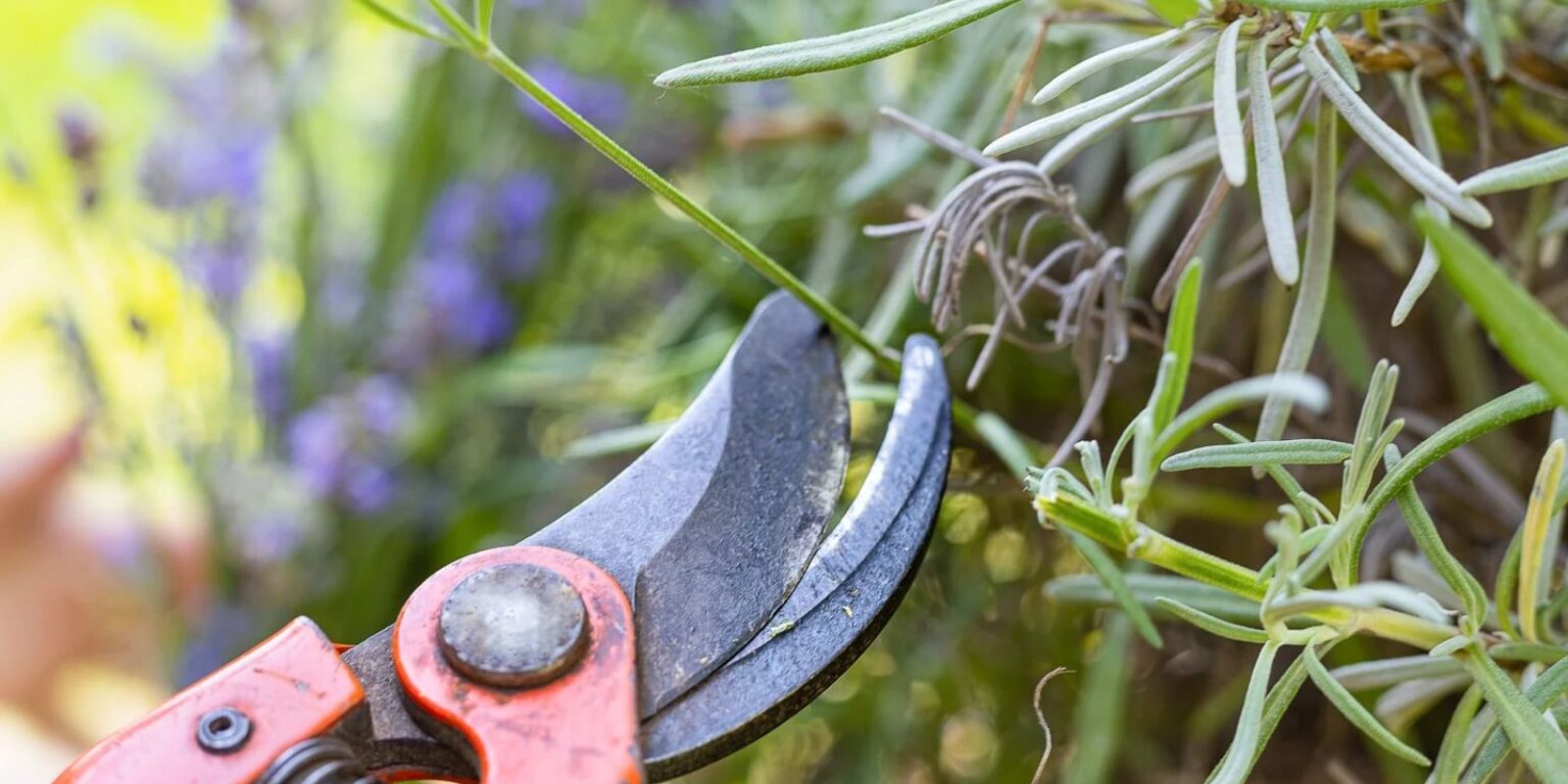 Winterizing Lavender Plants Expert Tips for Plant Protection Natural