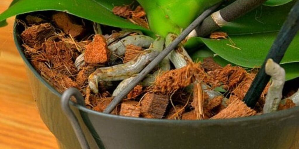 How to Repot Orchids Without Damaging Their Roots A Comprehensive
