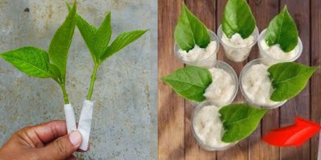 Diy Roots Using Paper How Paper Flower Leaves Grow Roots Overnight: A Creative Propagation ...