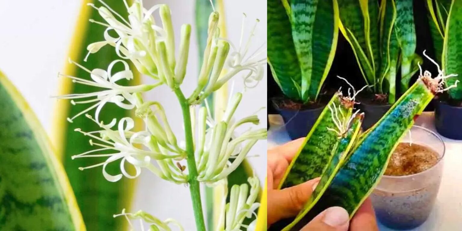 How to Make Your MotherinLaw's Tongue Bloom for a Beautifully Scented