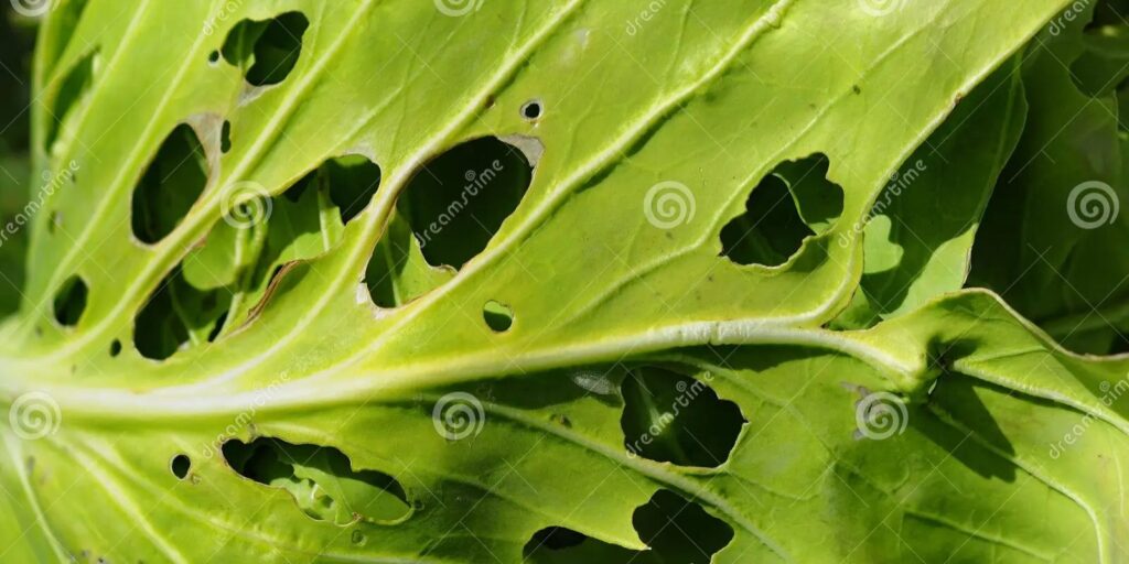 How to Stop Cabbage Worms Protecting Your Vegetable Garden from Pests