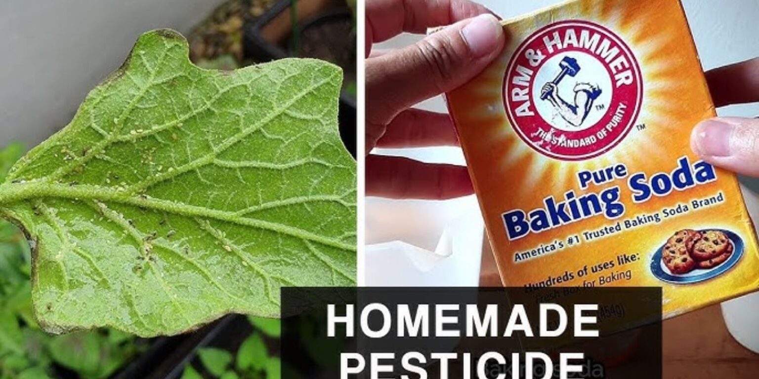 The Ultimate Guide To Using Baking Soda As A Powerful Organic Pesticide