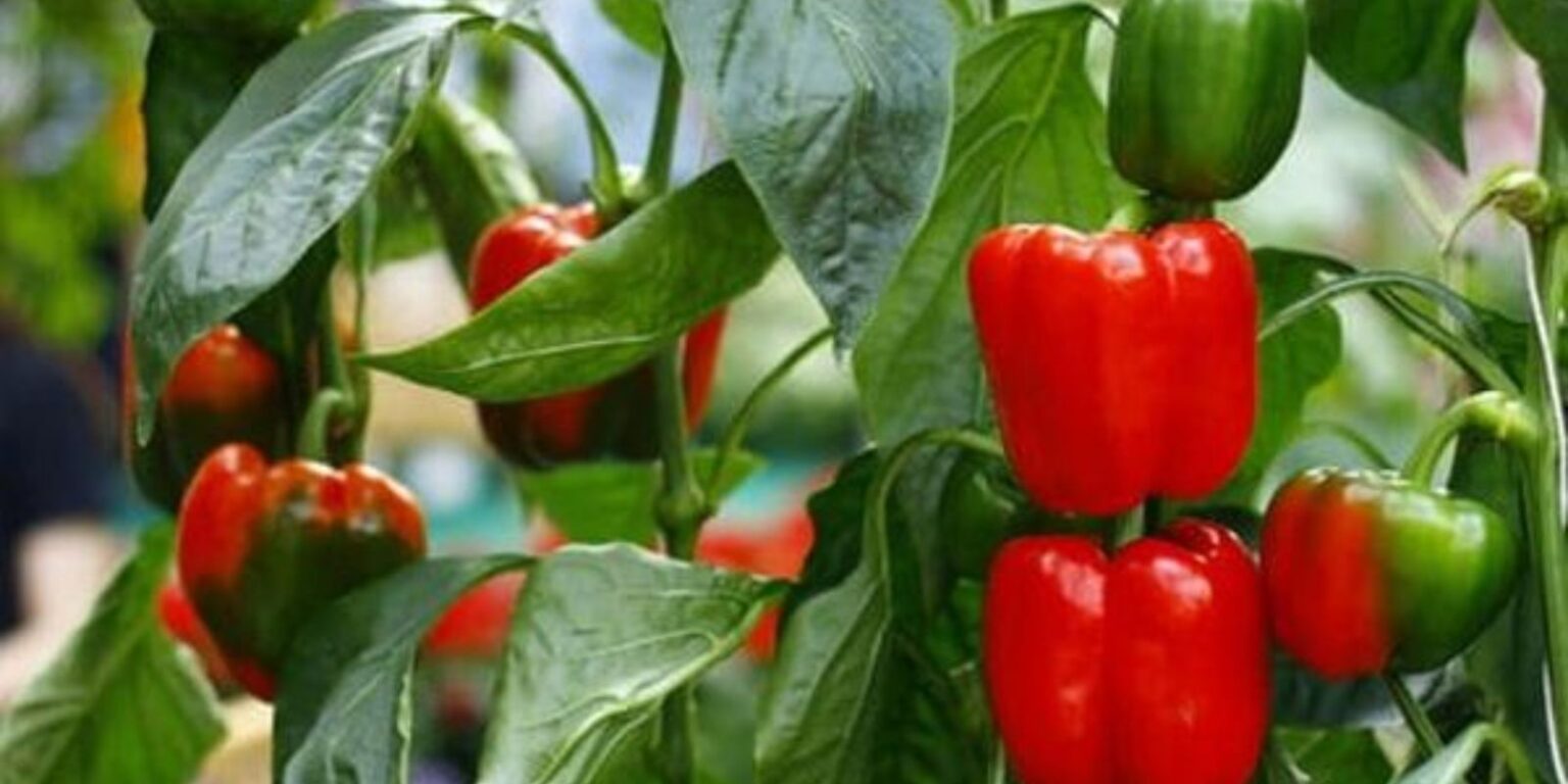 Secret Tips for Growing Perfect Peppers at Home Natural Garden Tips