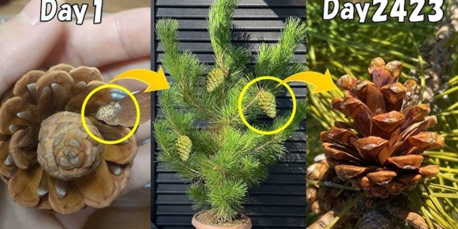 How to Grow a Pine Tree from a Cone A Complete Guide to Starting Your