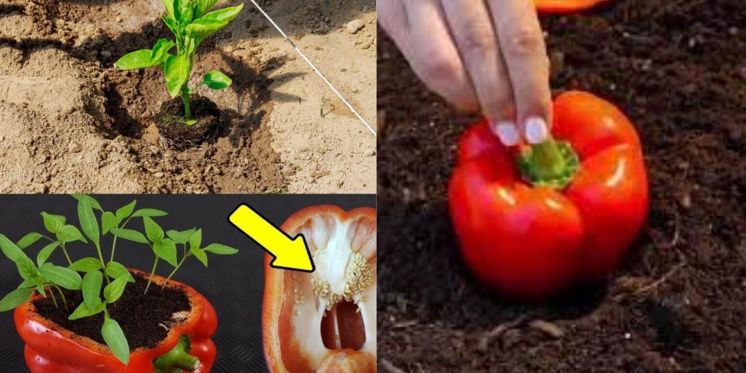 The Ultimate Guide to Growing Peppers at Home: Unlocking the Secret to ...