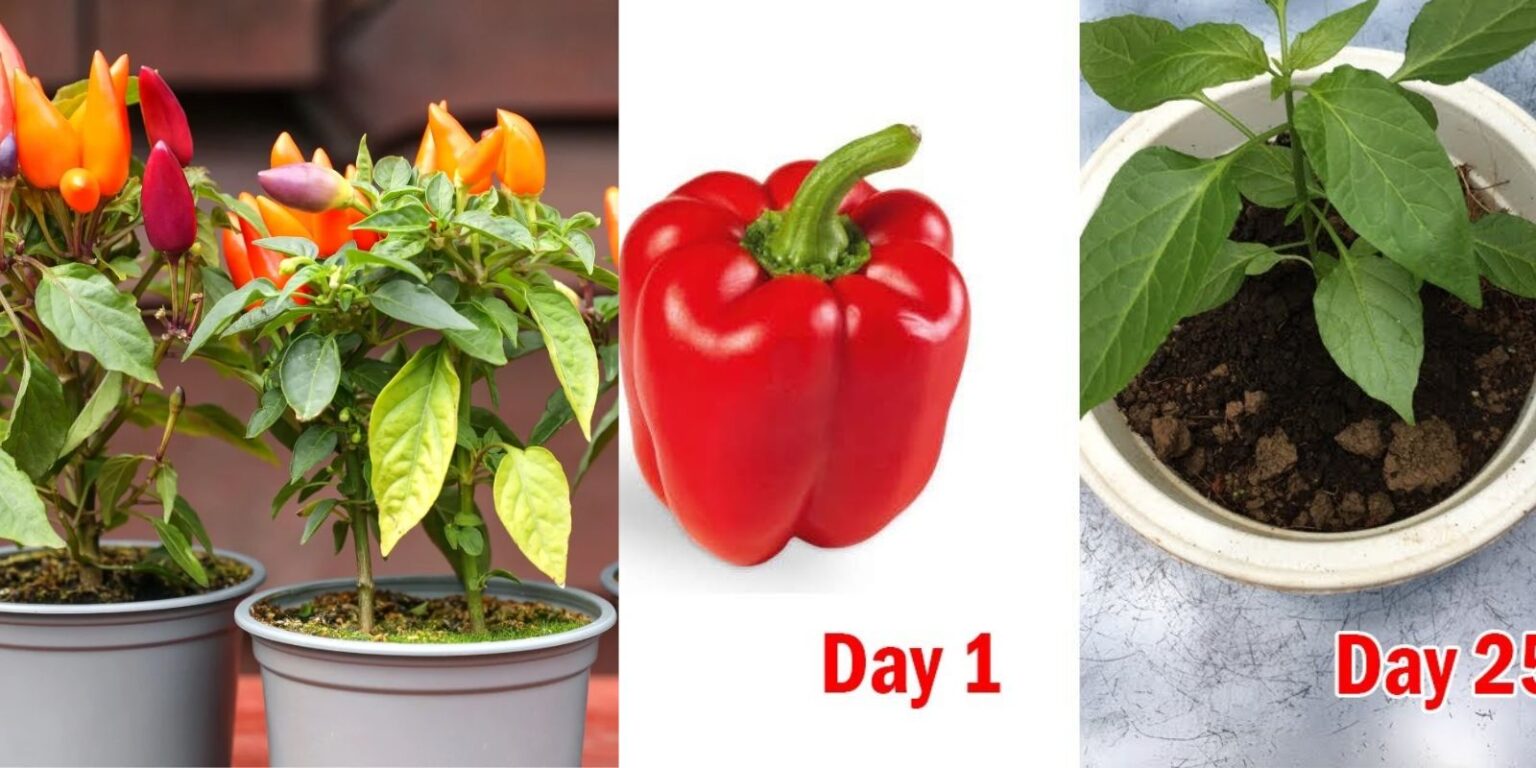 Secret Tips for Growing Perfect Peppers at Home - Natural Garden Tips