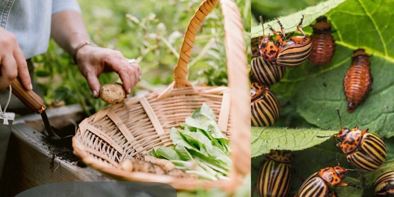 9+ Fast and Easy Ways to Get Rid of Potato Bugs Effective Solutions