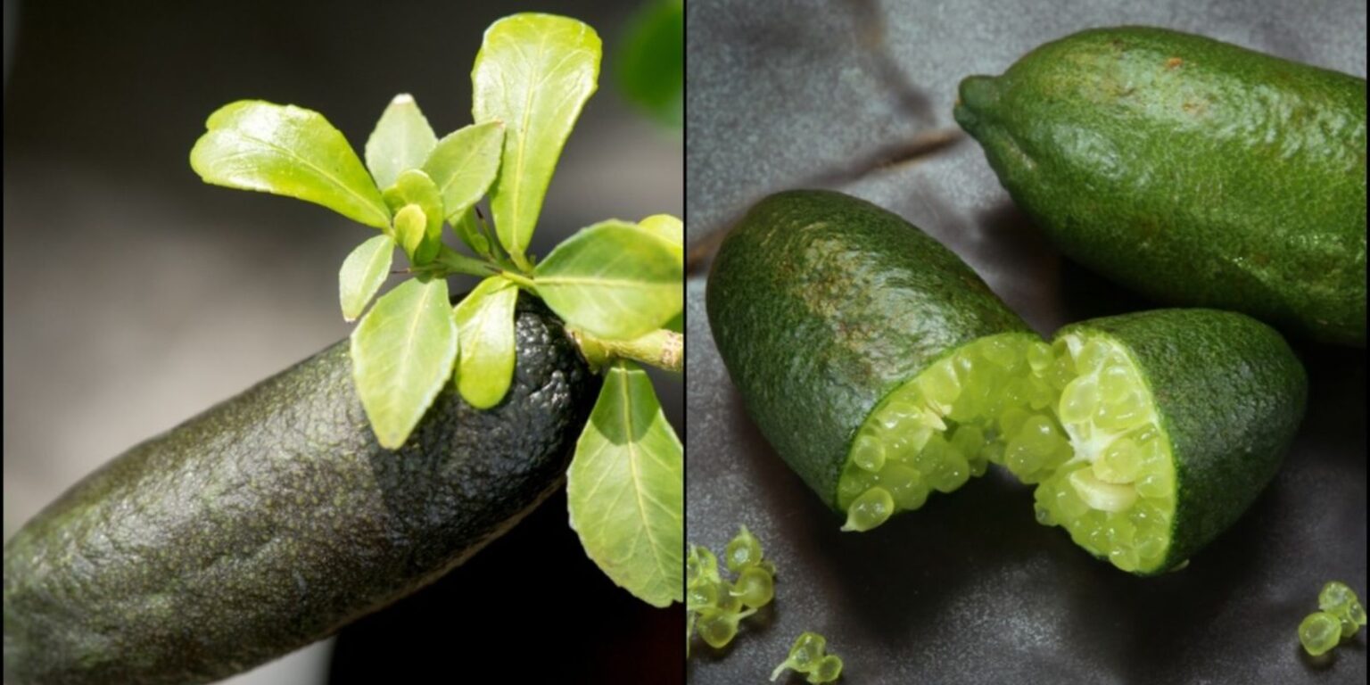 How to Grow Finger Lime Trees in Pots A Comprehensive Guide for Any