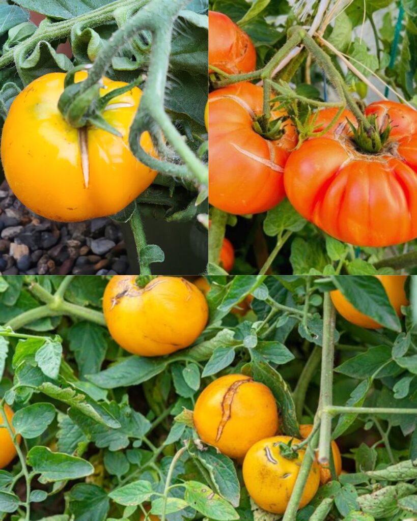 Why Are My Tomatoes Splitting? Causes, Solutions, and 6 Essential Tips