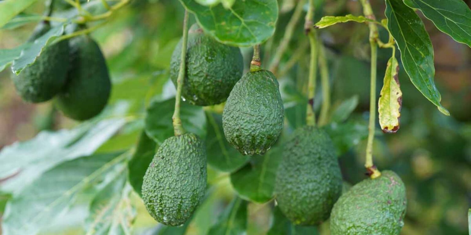 The Top 6 Avocado Tree Varieties to Grow in Texas A Comprehensive