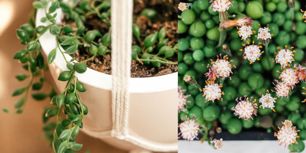 Growing and Caring for the String of Pearls Plant A Comprehensive