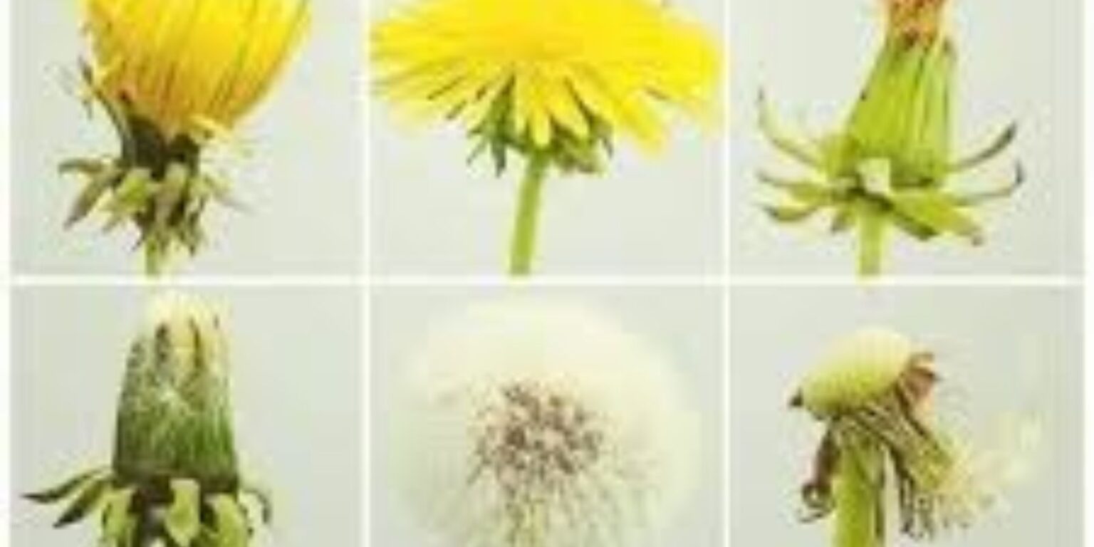 The Dandelion: A Flower of Resilience and Symbolism - Natural Garden Tips