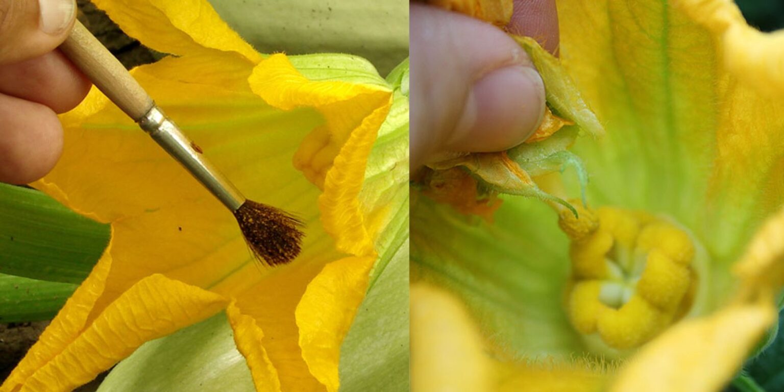 Mastering Hand Pollination How to Maximize Your Pumpkin Harvest
