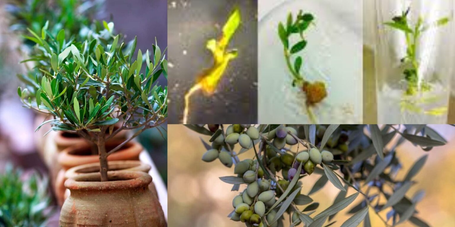 How to Grow Olive Trees from Seeds A Complete Guide to Cultivating
