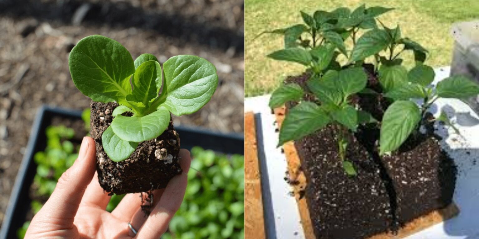 How to Make Soil Blocks A Complete Guide to Start Seedlings Natural