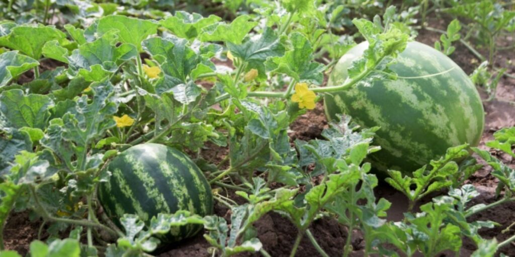 The Ultimate Guide to Growing Watermelons: Tips for a Juicy Summer ...