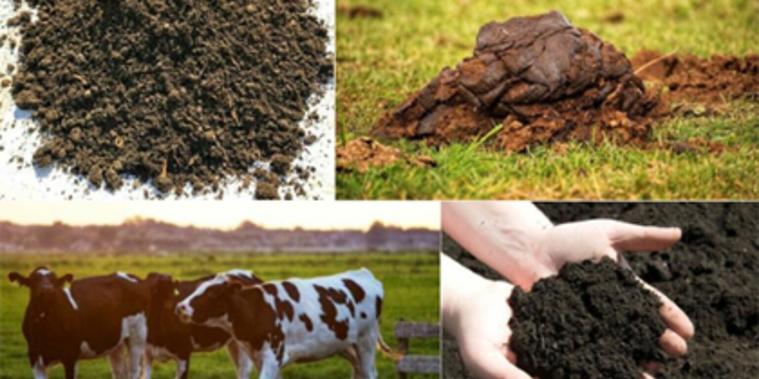 How to Compost Cow Manure A StepByStep Guide for Gardeners Natural