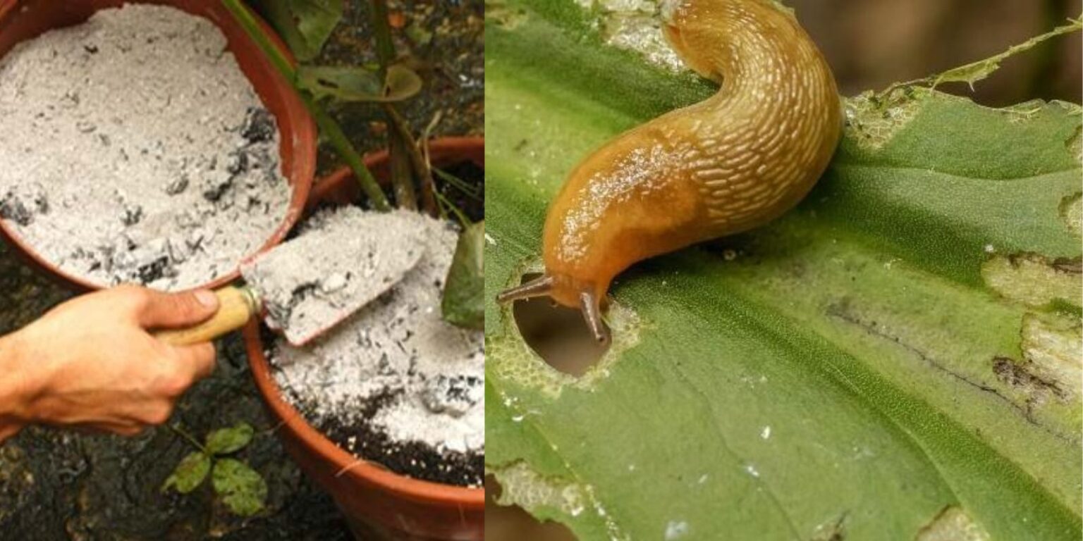 Keep Slugs and Snails Away with Crushed Eggshells A Natural, Eco