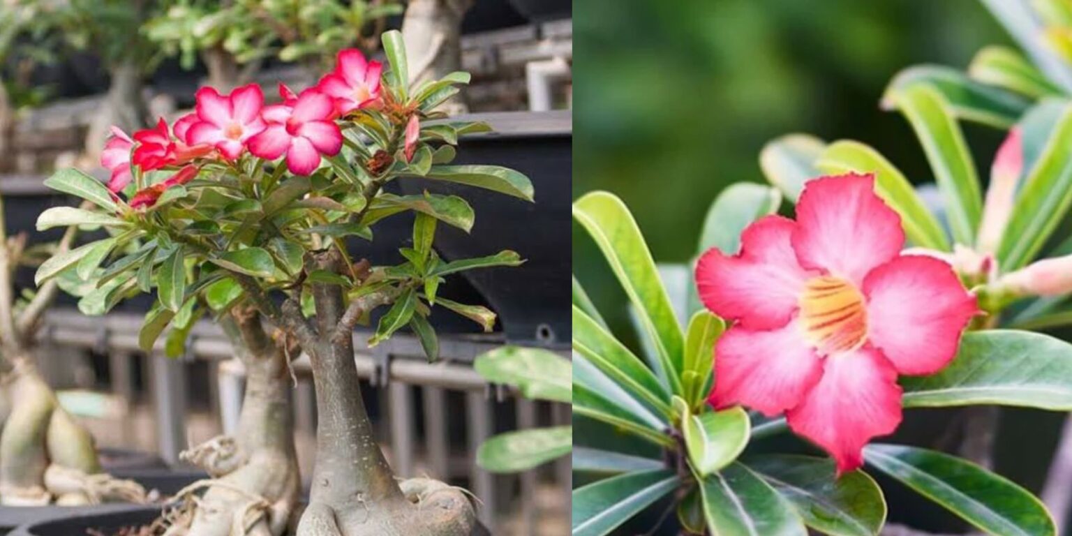 How to Grow and Care for the Desert Rose (Adenium) A Complete Guide